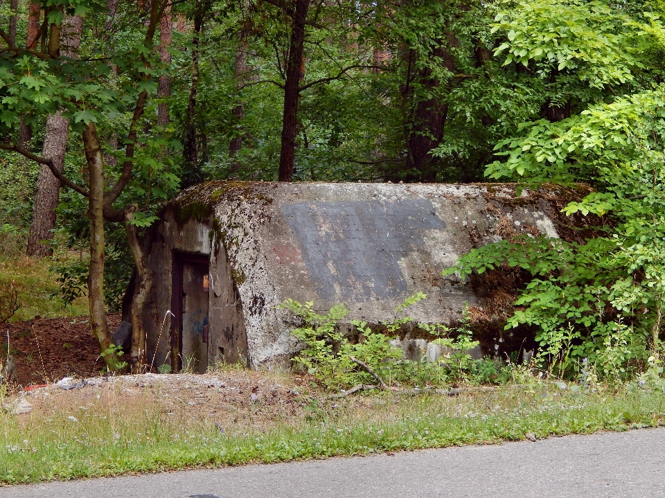 Drzewo park fortyfikacja
 fort