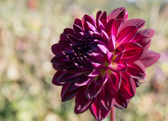 Foto Florecer planta flor pétalo