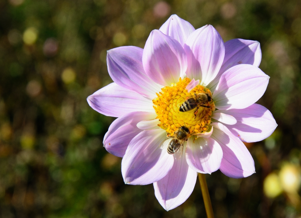 Nature fleurir usine fleur