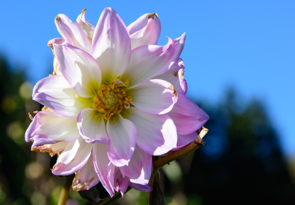 Fleurir usine fleur pétale