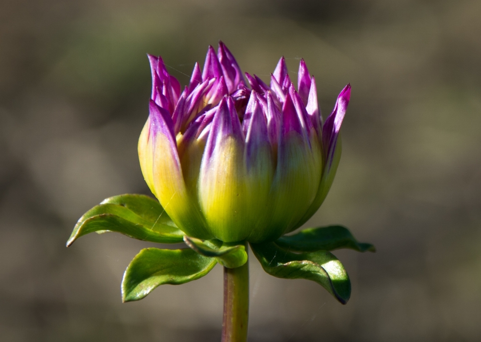 Natur blüte anlage fotografie