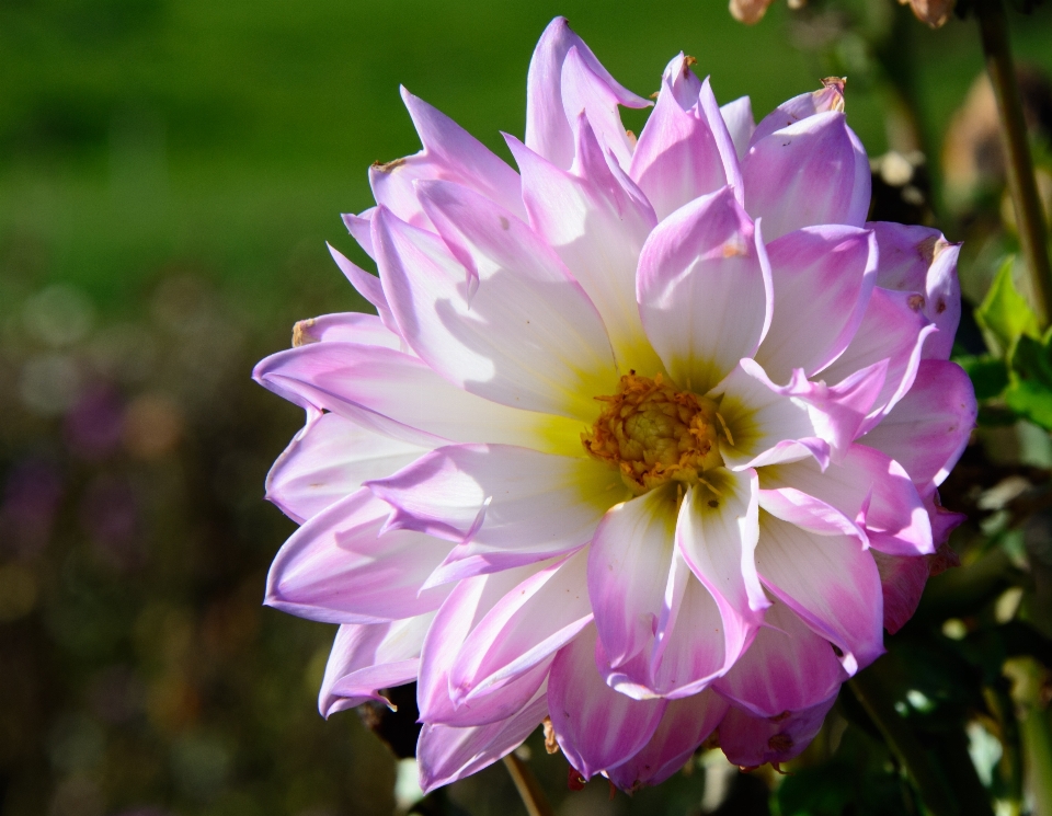 Fiore pianta petalo fioritura