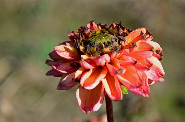 Blossom plant flower petal Photo