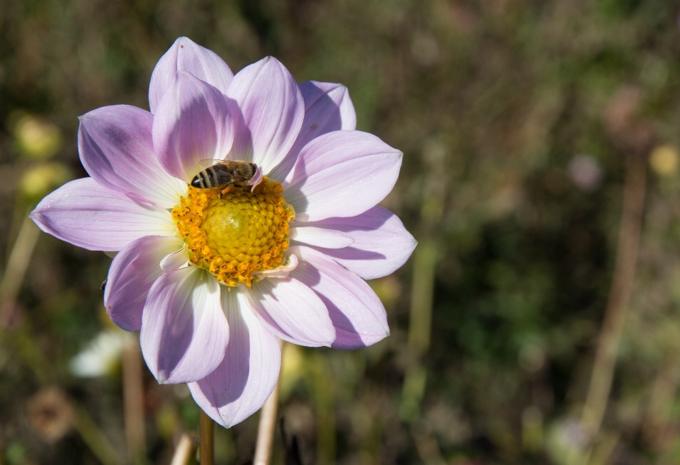 Nature fleurir usine prairie
