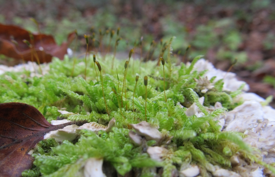 Nature forest grass plant