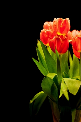 Plant flower petal tulip Photo