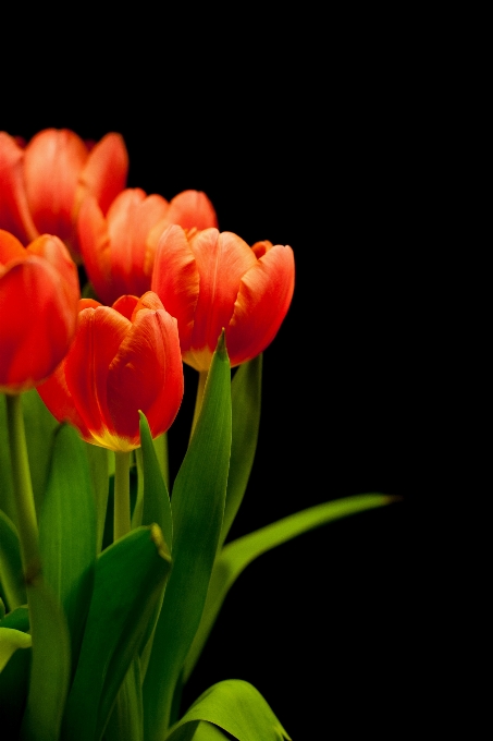 Planta flor pétalo tulipán