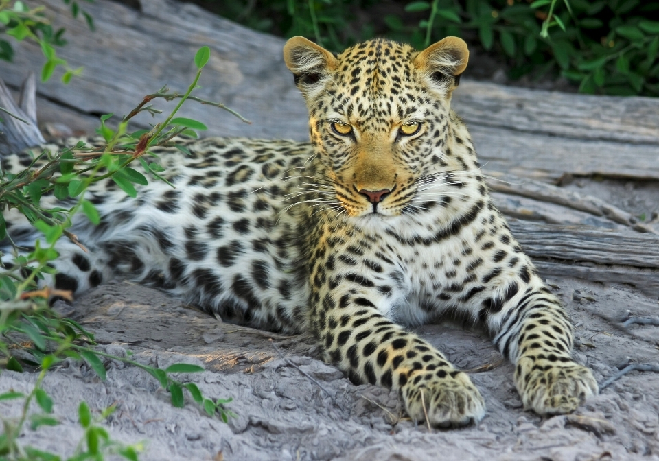 Natureza região selvagem
 animais selvagens jardim zoológico