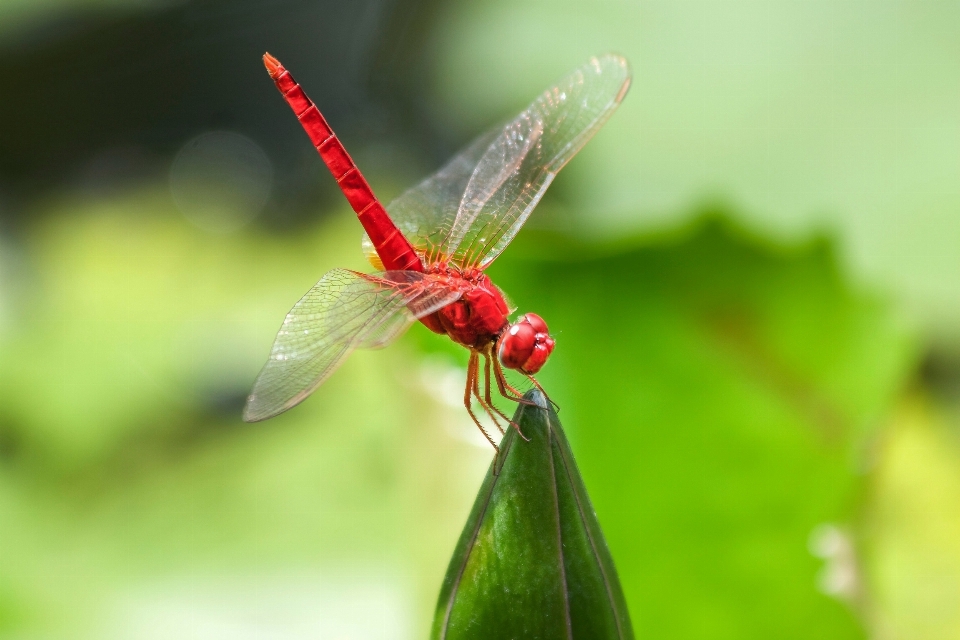 Water nature wing photography