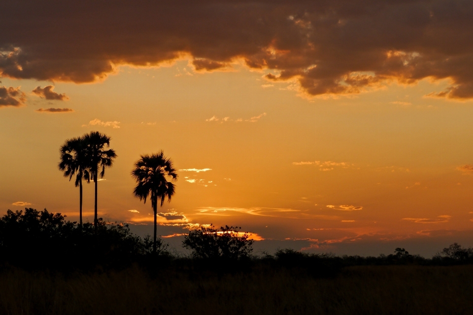 Paisaje árbol naturaleza horizonte