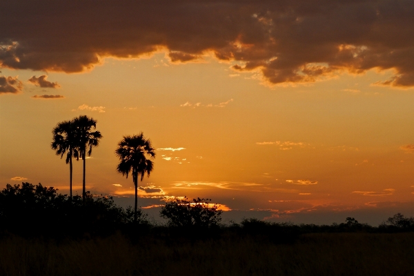 Landscape tree nature horizon Photo