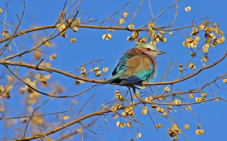 Filial pássaro flor animal