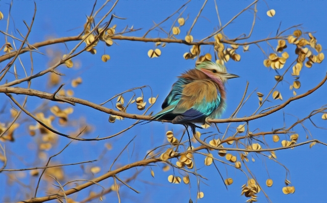 Branch bird flower animal Photo