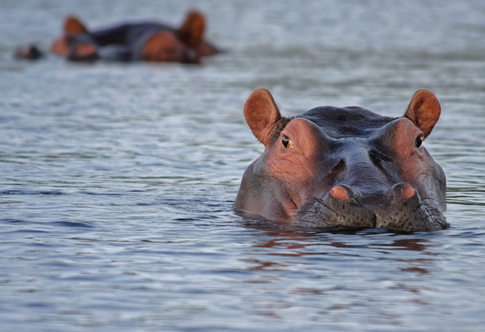 Meer wasser natur wildnis
