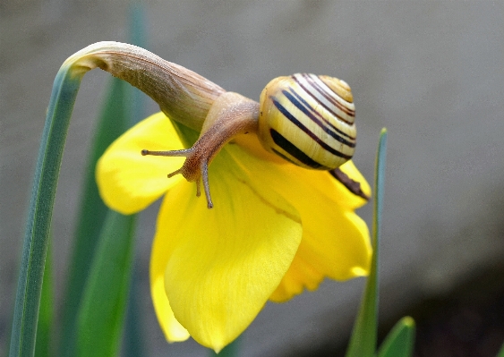 花 植物 写真撮影 花弁 写真