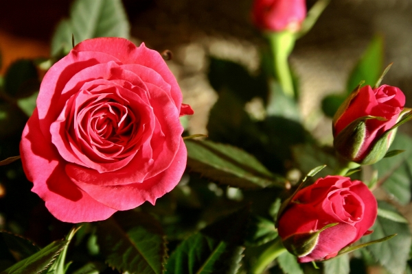 Blossom plant flower petal Photo