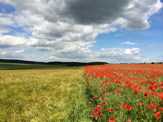 Landscape grass horizon cloud Photo