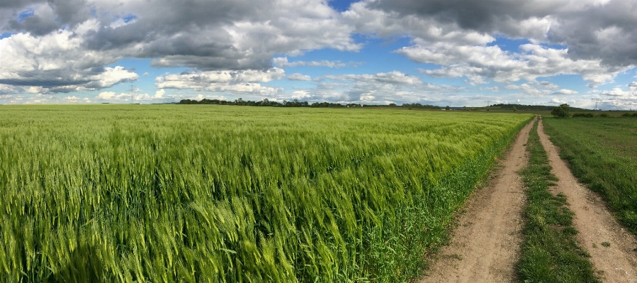 Zdjęcie Krajobraz natura trawa zakład