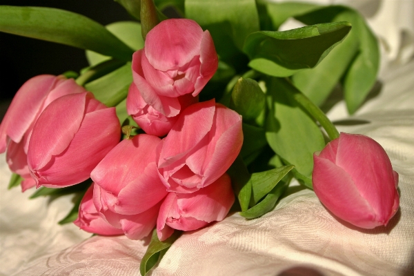 Blossom plant flower petal Photo