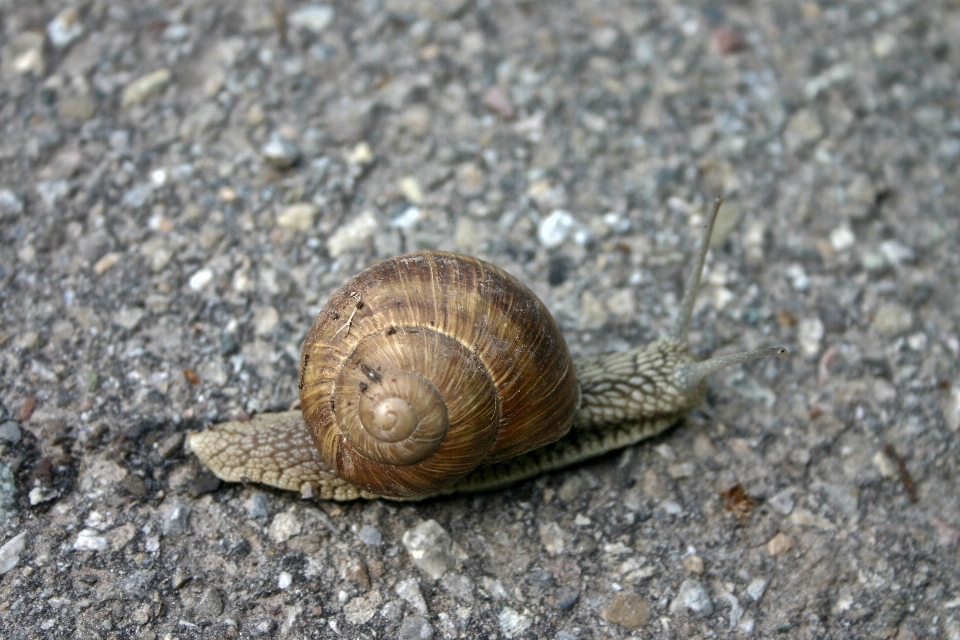 Natur boden makro ausruhen