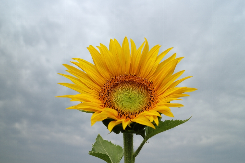 Naturaleza florecer planta cielo