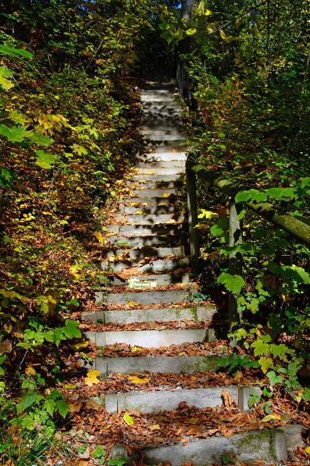 Paesaggio albero natura foresta