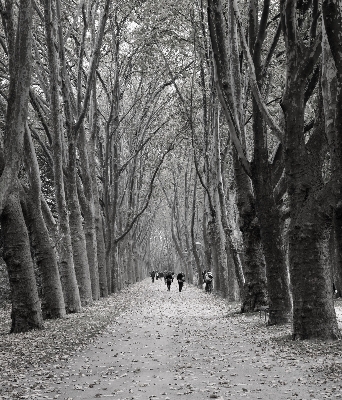 Tree nature forest branch Photo