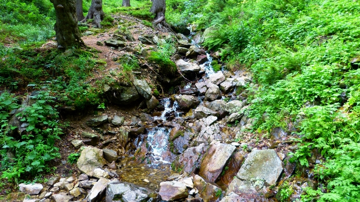 Water forest rock waterfall Photo