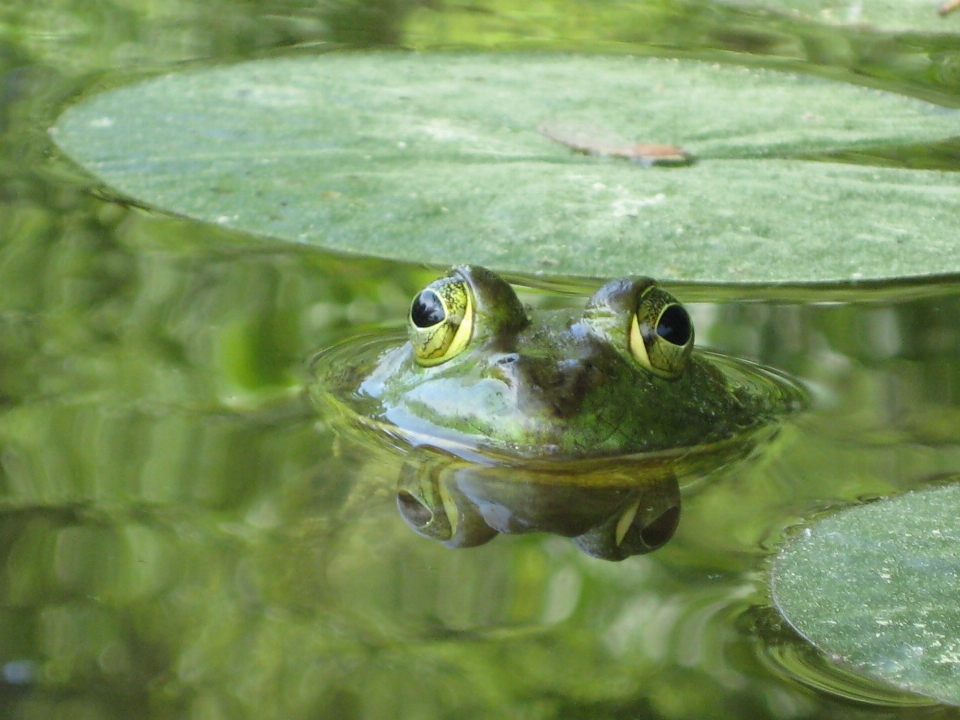 Water nature plant wet