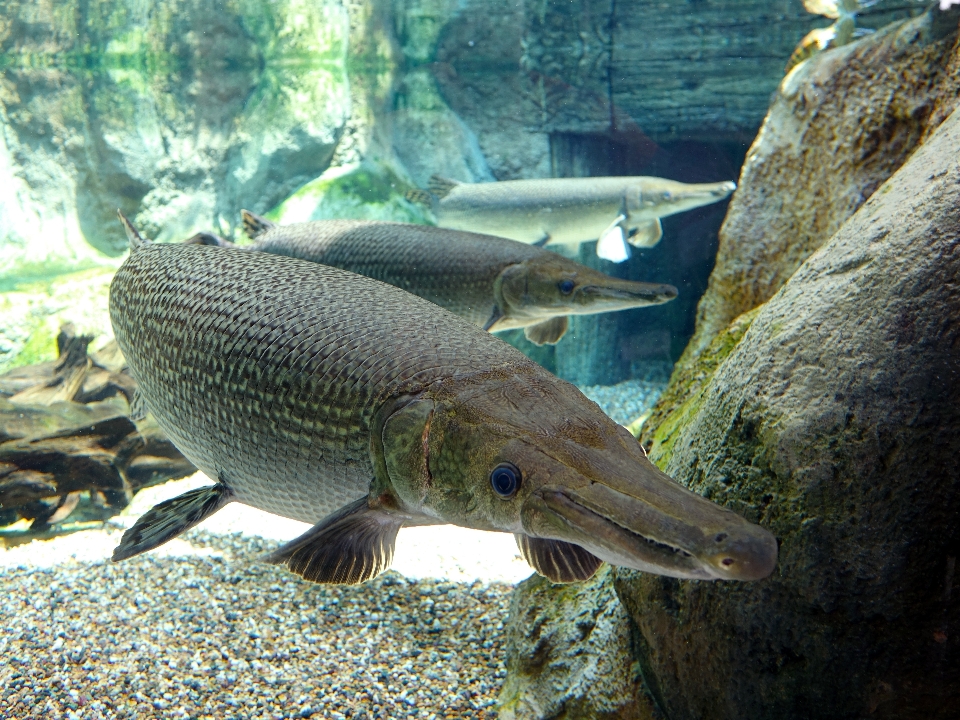 水中 動物園 生物学 捕食者