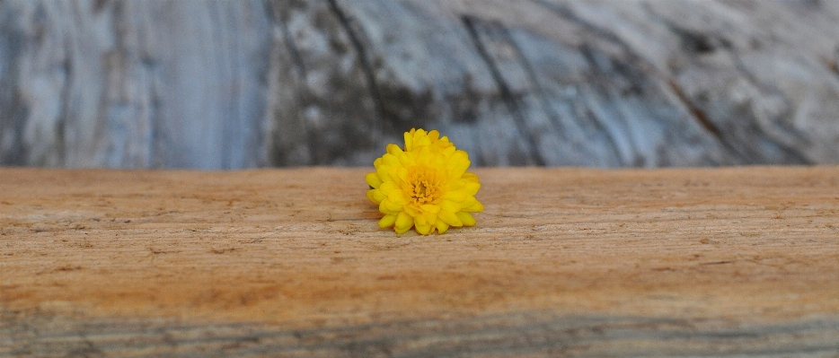 Nature plant leaf flower Photo