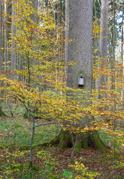 Arbre nature forêt lumière