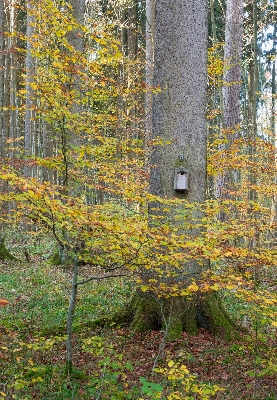 Foto Pohon alam hutan lampu