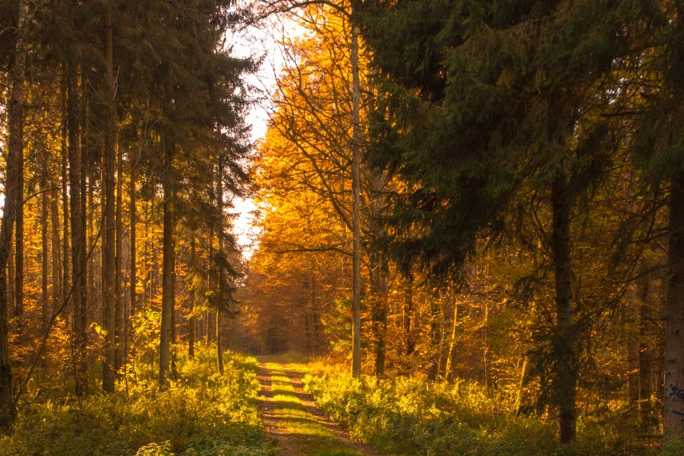 Baum natur wald wildnis
