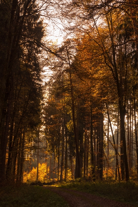 Albero natura foresta ramo