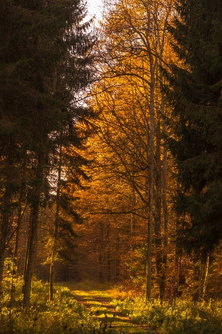 Arbre nature forêt région sauvage
