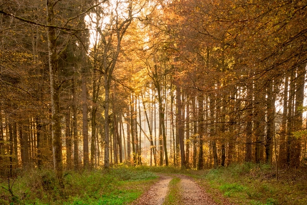 Tree nature forest branch Photo