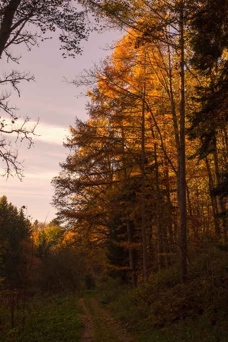 Landscape tree nature forest