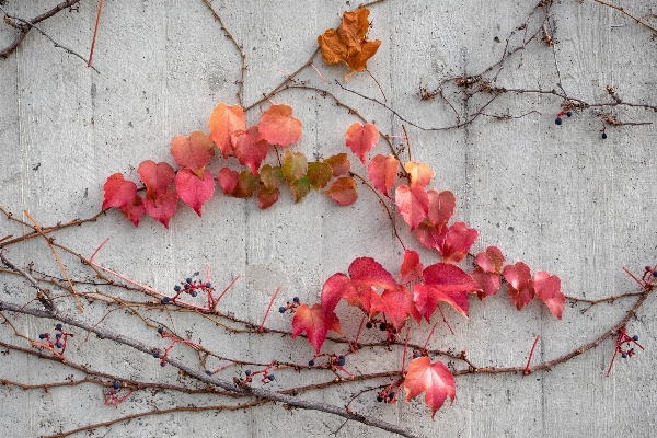 Tree forest branch blossom Photo