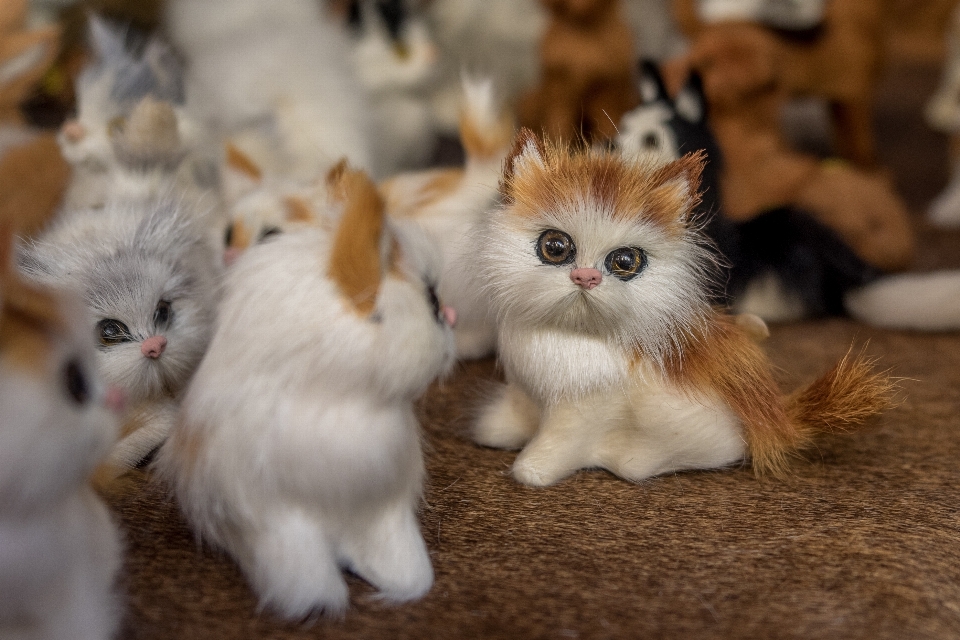 Kätzchen katze säugetier schnurrhaare
