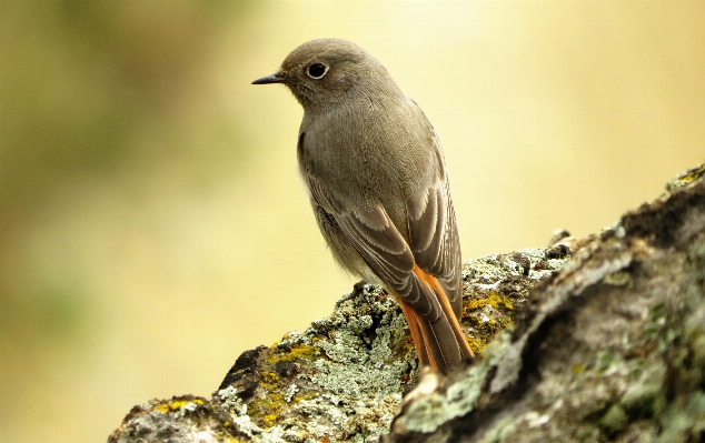 Nature branch bird wing Photo