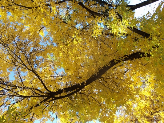 Foto Albero ramo pianta luce del sole