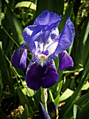 Foto Natura pianta campo fiore