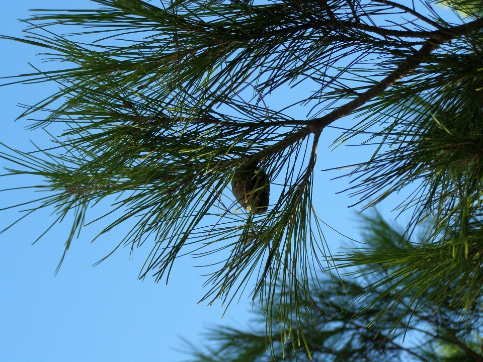 Baum natur gras zweig