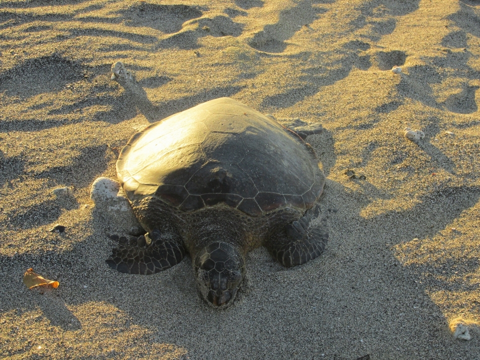 Spiaggia animali selvatici tartaruga di mare
