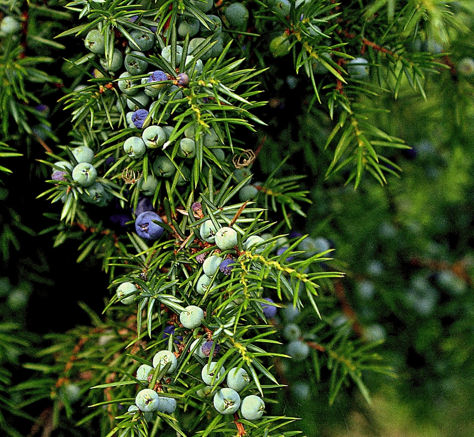 Tree nature branch plant