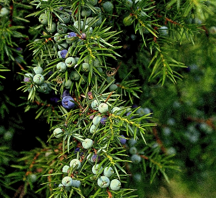 Tree nature branch plant Photo