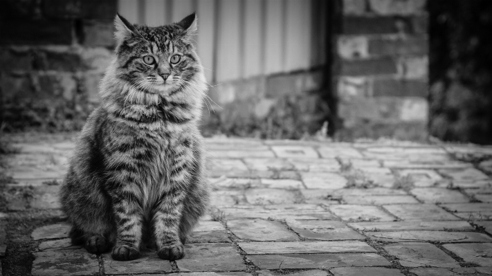 Foto Bianco e nero
 soffice gatto mammifero