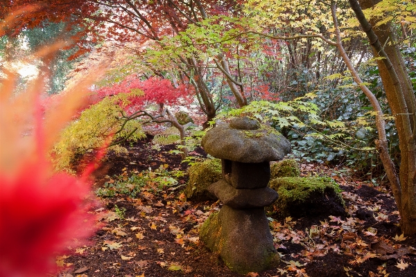 Tree nature forest plant Photo