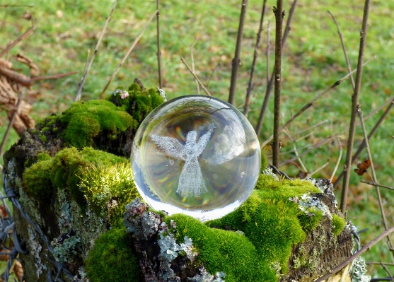 Tree nature forest leaf Photo